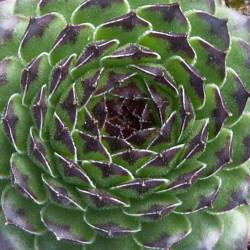 Sempervivum - Dachwurz - Hauswurz